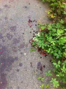 spilledraspberries