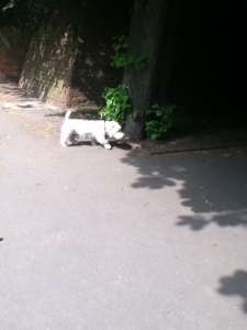 DogheadingforLoo