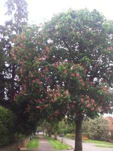 PinkTree