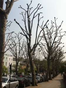 PollardedTrees