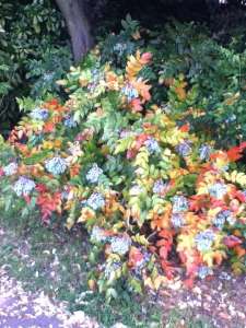 RiotofColour