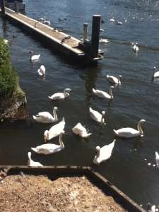 Swans