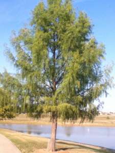 PondWalk3