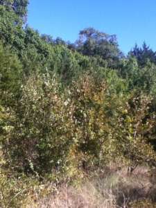 WoodWalk